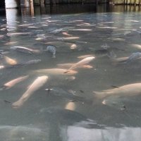 И рыбы там реально много было. Жирненькой такой)))