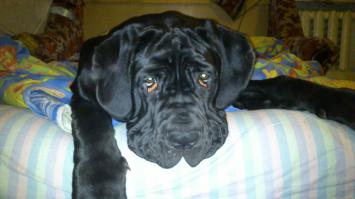 мой сволочь... который 18))) мастинявр.. храпит как трактор ща)))