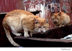 Эй,мажоры! Псс...