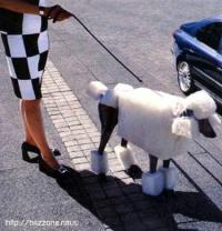 Собаки, похожие на кого угодно, только не на собак