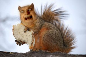 Семья для белочки