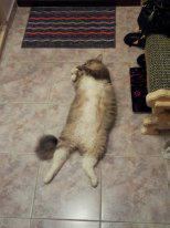 Мы вот как то так дрыхнем. Как приходят холода и я включаю пол-все, переползаем на пол и так до весны. Фоток куча. Могу еще кинуть. Мне все говорят-заводи инстаграмм. Лайков нахватаешь кучу.