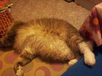 Мы вот как то так дрыхнем. Как приходят холода и я включаю пол-все, переползаем на пол и так до весны. Фоток куча. Могу еще кинуть. Мне все говорят-заводи инстаграмм. Лайков нахватаешь кучу.