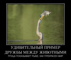 Или даже среди животных...