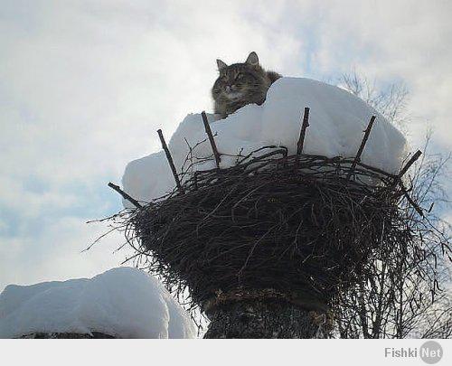 не только птицы!