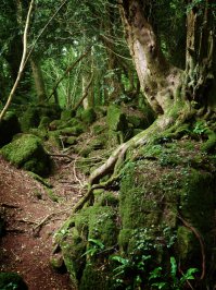Puzzlewood, Великобритания