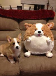 Животные, которые нашли своих двойников среди мягких игрушек