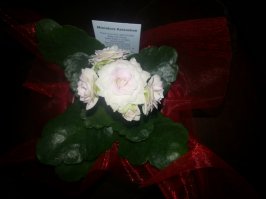 Мои питомцы :)