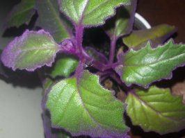 Мои питомцы :)