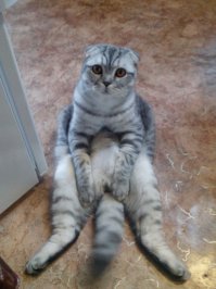 А мой спит даже сидя. Да и вообще это его любимая поза.