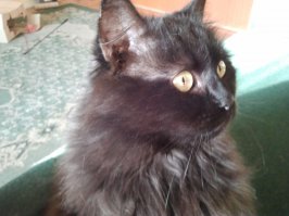 C моего кота рисовал