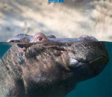 10 уникальных полуподводных фотографий