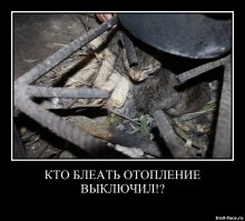 21 пример феноменальной кошачьей логики  