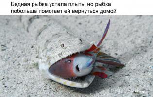 Необычная история о львице и беременной оленихе