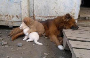 50 случаев удивительной дружбы животных