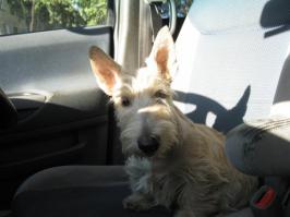 30 очаровательных щенков