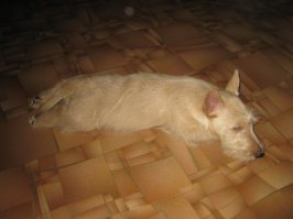 В первый день, когда домой принес