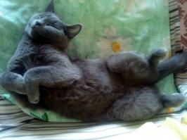 ДА, позы бывают самые неординарные. Главное что бы фотик был рядом.