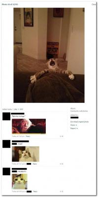 Кастрация кота в домашних условиях