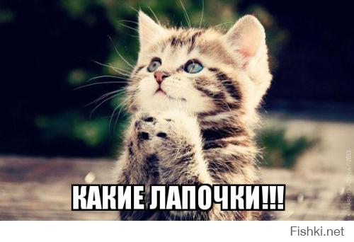 Удивленный взгляд котов ))))