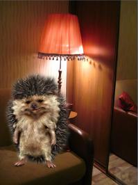 Предлагаю свою кандидатуру! голосуем!:)