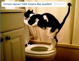 Котики научат тебя писать без ошибок!