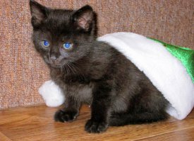 А наш Питон тоже был внезапным подарочком.