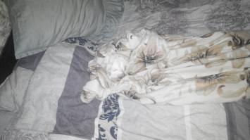 А где котик?