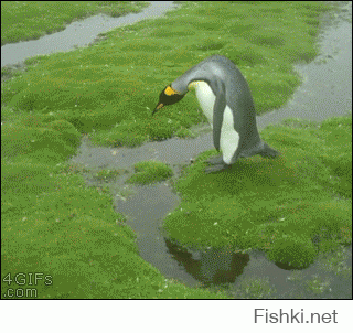так вот, окзывается, чем опасно глобальное потепление для пингвинов!