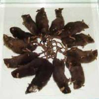 Храм Крыс В Индии