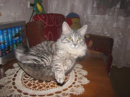 Вот мой хранитель квартиры.