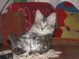 А мой вот так отдыхает: