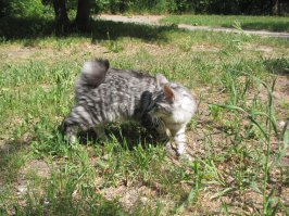 Мой мышелов: