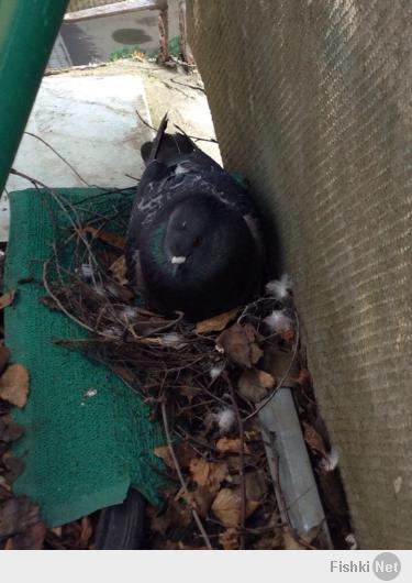 у меня тоже соседи с неделю назад появились - голубка снесла 2 яйца на балконе. подкармливаю.