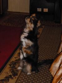 Мой так же реагирует на не значительно долгое моё отсутствие..... А еслиб месяц не видел вообще б наверное инфаркт от радости получил... Вот по этому и стараюсь более чем на день одного не оставлять...