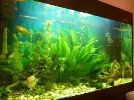 А это моя "баночка" на 140 литров. Запустил пол года назад...