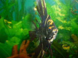 А это моя "баночка" на 140 литров. Запустил пол года назад...