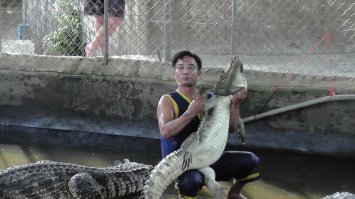 Крокодиловое шоу на о. Самуи