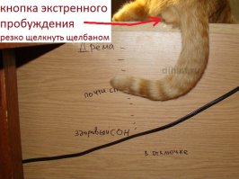 Не будите спящего кота!  