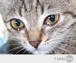 И вот эта кошка ещё....Она после каждого наводнения в последние лет пять по два дня в затопленных домах сидит....А как спасателя увидит сразу плакать начинает.:)