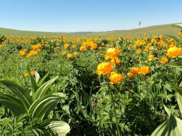 Ковёр с моей родины.