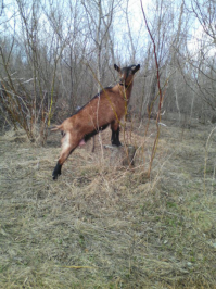 Вот одна из моих козочек.:)