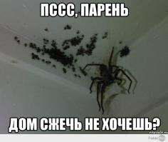 Пауки