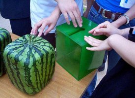 Александр. Положите маленький неспелый арбуз в квадратный ящик. Он вырастет квадратным. Как вы думаете, случайно ли он вырастет квадратным или же на это повлияют внешние условия, к которым ему придётся приспосабливаться?
