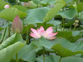 Снежник в виде сердца. Плато Лаго-Наки
Лотосы, Ахтанизовский лиман..