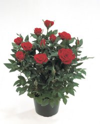 =Розу в горшке- сразу нафиг с пляжа.=
Чем плоха роза?