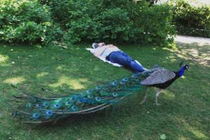 В Германии, зоопарк г. Штутгард. Павлины спокойно разгуливают между уставшими гражданами))