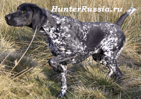 Вот у меня раньше собака была. Вот это КРАСИВЫЙ окрас! И что вы в этих хасках смазливых нашли? понять не могу.