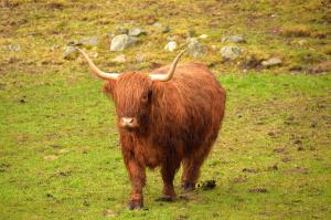 Добавлю немного своих фоток из Шотландии к дополнению