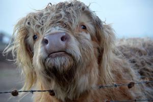 Добавлю немного своих фоток из Шотландии к дополнению